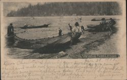 Salmon Fishing, Hauling Seine, Puget Sound, Tacoma Postcard