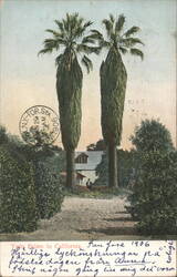 Twin Palms with Skirts and Small House Postcard