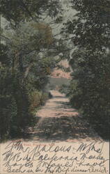 Woods Road through Forest Postcard