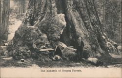 The Monarch of Oregon Forests Postcard