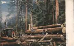 Steam Lumbering in the Giant Trees of California Postcard