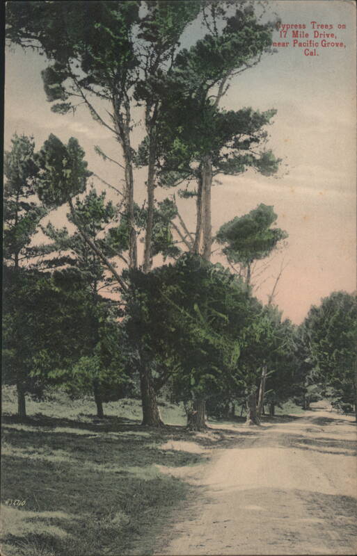 Cypress Trees on 17 Mile Drive, Pacific Grove, California