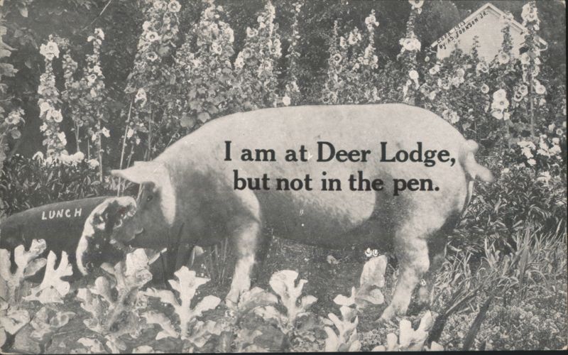 Pig at Deer Lodge, Montana, with Humorous Message Pigs