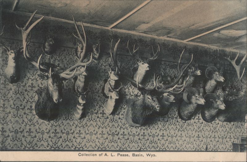Collection of A. L. Pease Taxidermy Display Basin Wyoming