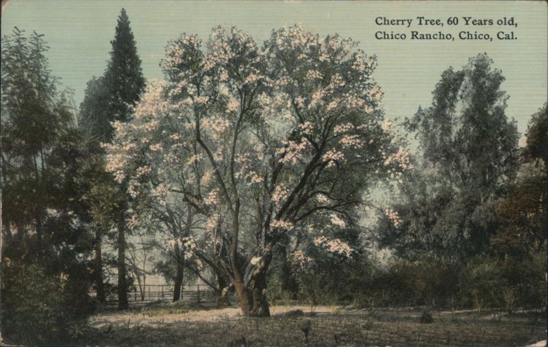 60-Year-Old Cherry Tree at Chico Rancho California