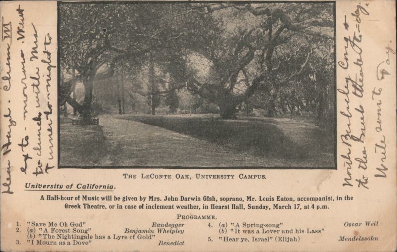 LeConte Oak, University of California Campus Berkeley