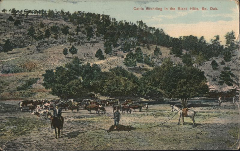 Cattle Branding in the Black Hills South Dakota Cowboy Western