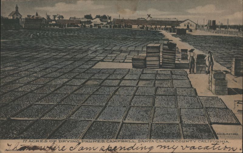 1909 Campbell CA Postcard Drying Prunes 17 Acres California