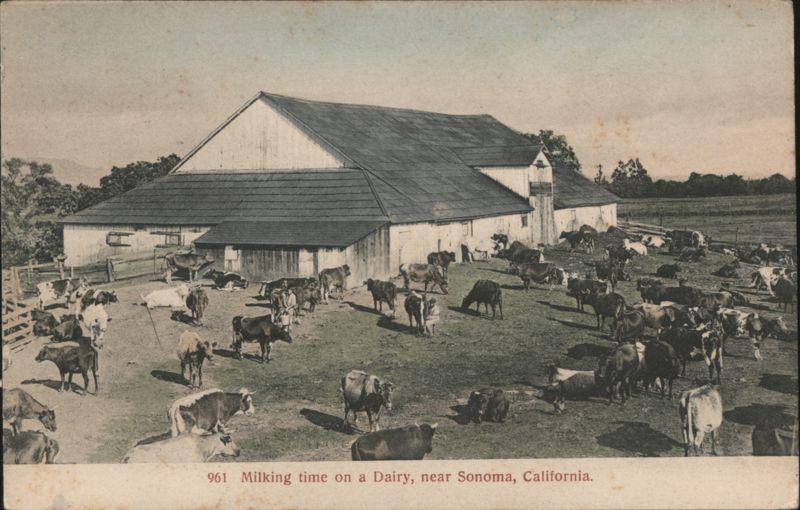 Milking Time on a Dairy Farm Sonoma California