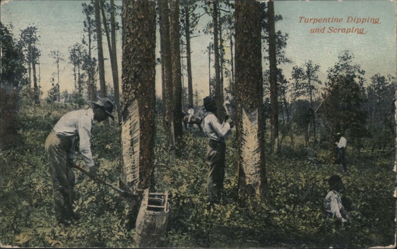 Turpentine Dipping and Scraping in Pine Forest