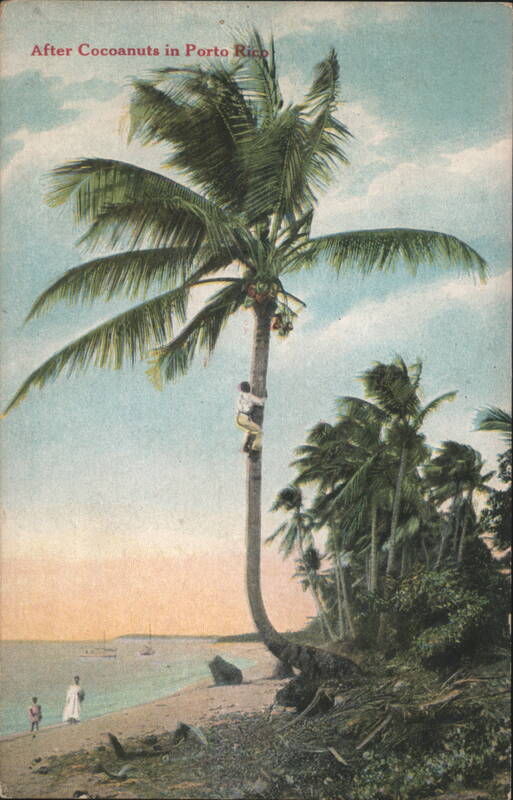 Man Climbing Coconut Tree in Porto Rico San Juan Puerto Rico