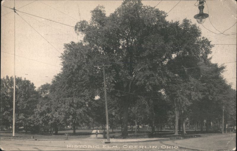 Historic Elm Tree in Oberlin, Ohio