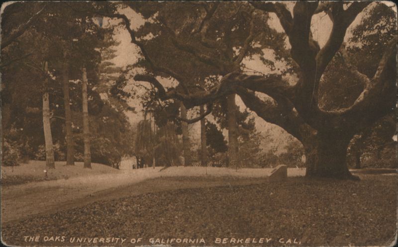 The Oaks, University of California Berkeley