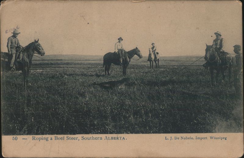 1908 Southern Alberta Cowboys Roping Steer Divided Back PC Winnipeg MB Canada