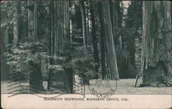 Mammoth Redwoods, Bohemian Grove Postcard