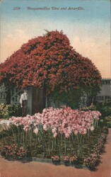 Bougainvillea Vine and Amaryllis Garden Scene Postcard