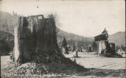 Redwood Forest Stumps, Russian River, California Postcard