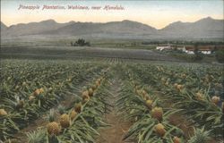 Pineapple Plantation, Wahiawa, near Honolulu Postcard