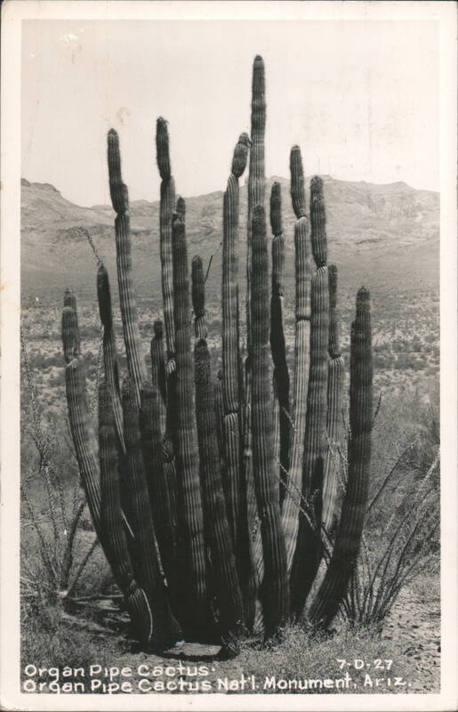 Organ Pipe Cactus, Organ Pipe Cactus National Monument Arizona