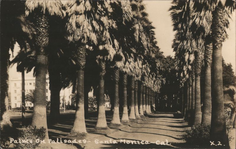 Palms on Palisades, Santa Monica California