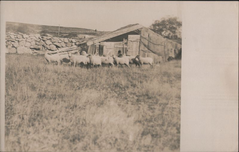 Sheep Grazing Near a Wooden Barn