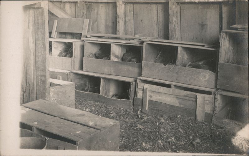 Hens Nesting in Wooden Boxes in a Coop Chickens