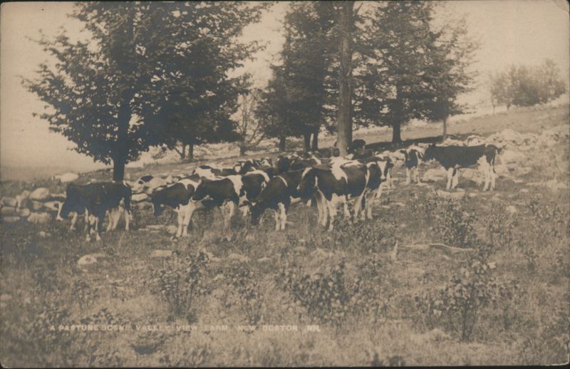 Cattle Grazing at Valley View Farm New Boston New Hampshire