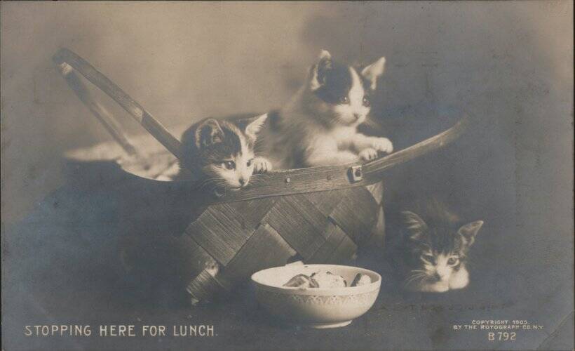 Three Kittens in a Basket with Bowl of Food Cats