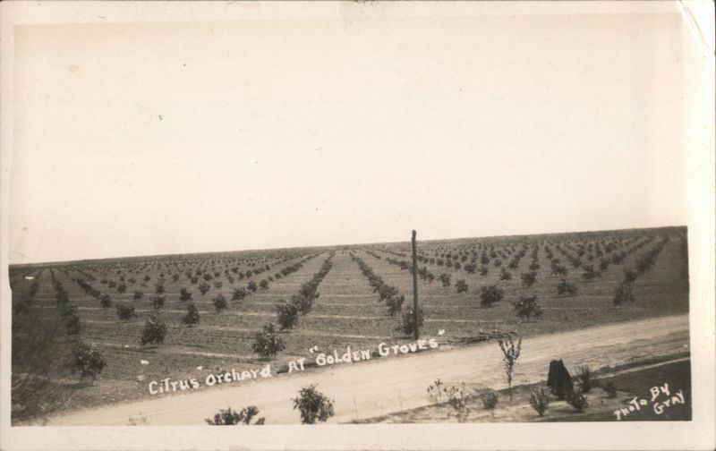 Citrus Orchard at Golden Groves, Covina? California