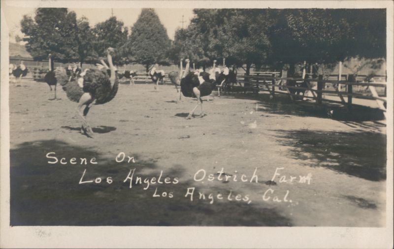 Los Angeles Ostrich Farm Scene California Ostriches
