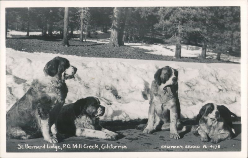 St. Bernard Dogs at St. Bernard Lodge Mill Creek California