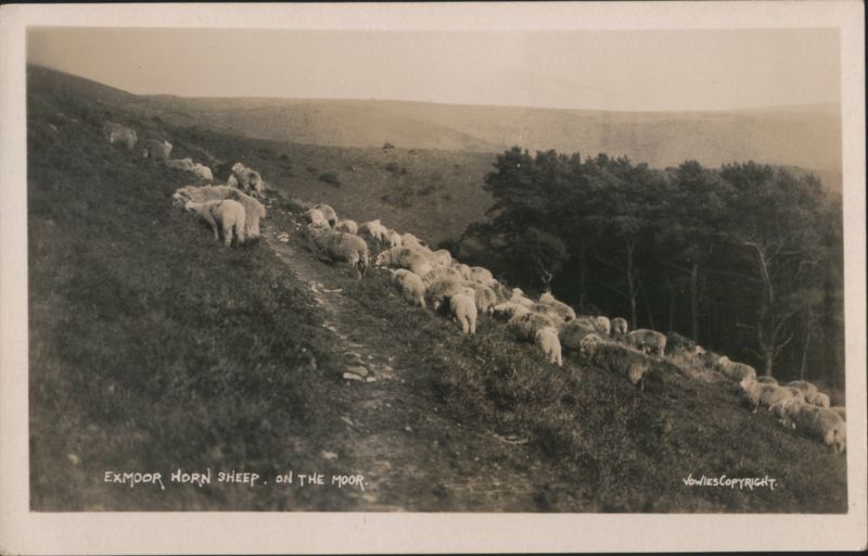 Exmoor Horn Sheep on the Moor United Kingdom
