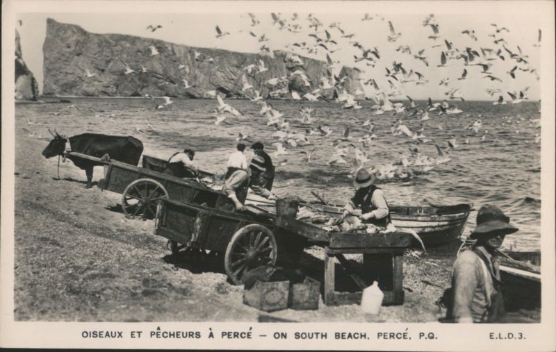 Fishermen and Seagulls on South Beach, Percé QC Canada