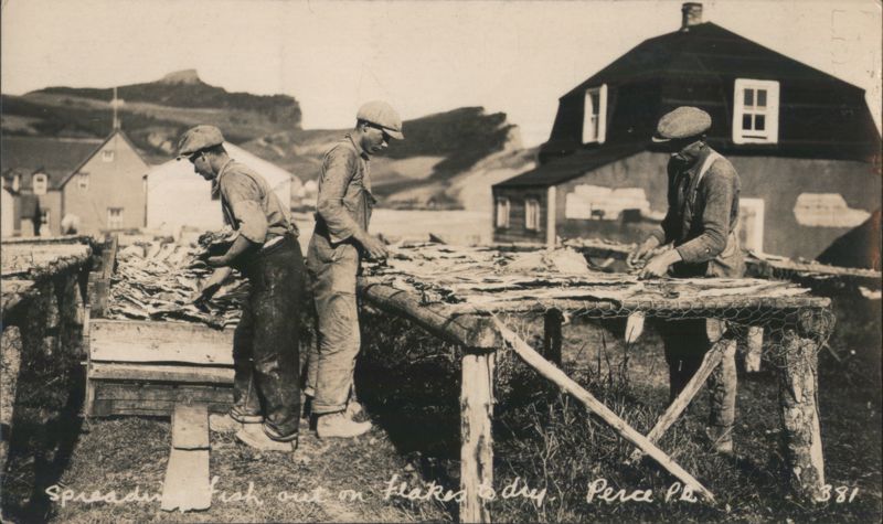 Men Spreading Fish on Flakes to Dry, Perce QC Canada