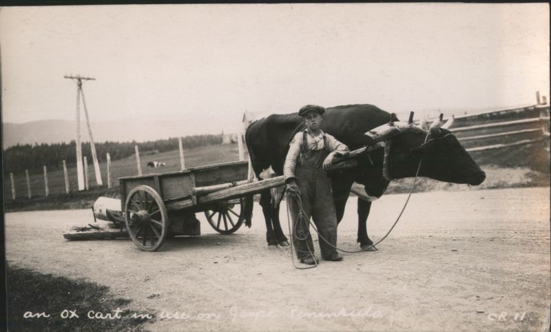 Boy with Ox Cart on Gaspe Peninsula QC Canada Cows & Cattle