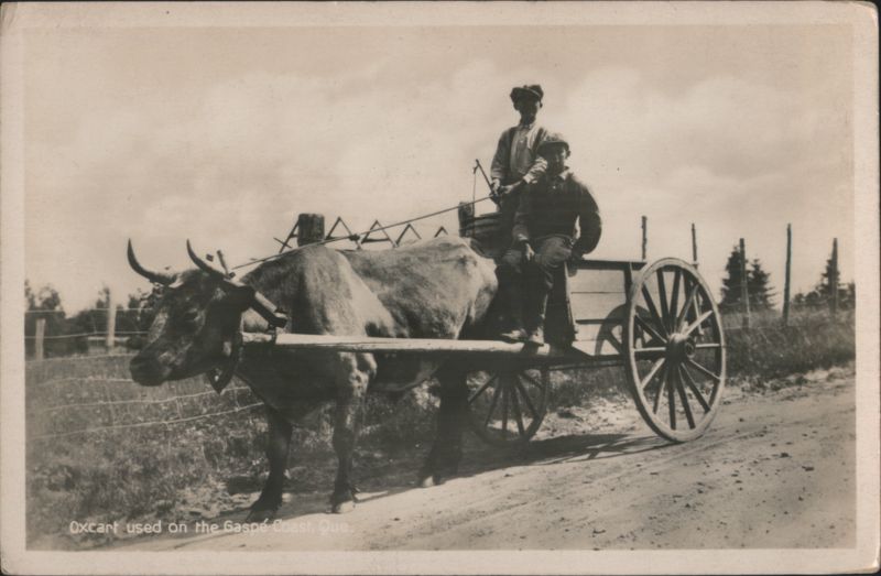 Oxcart on the Gaspe Coast QC Canada Horse-Drawn