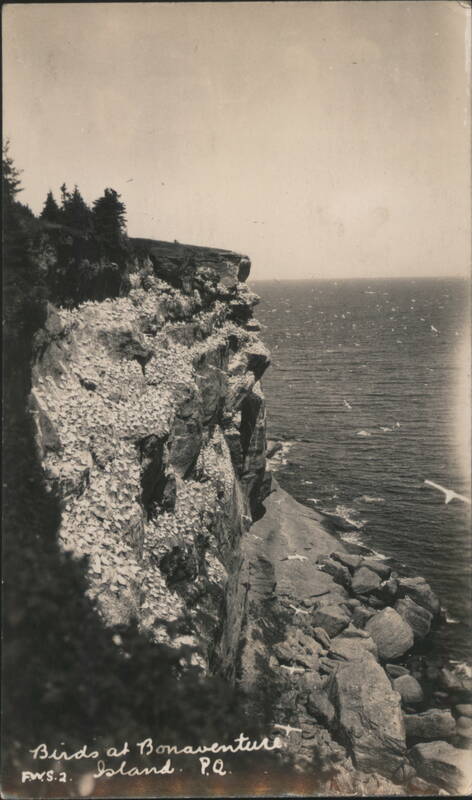 Birds at Bonaventure Island, Quebec QC Canada