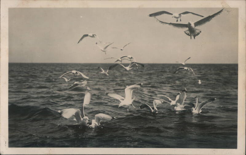 Seagulls Flying over the Ocean, D. Deutschland Birds