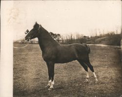 Dark Horse with White Markings Standing in a Field Postcard