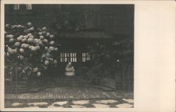 Garden Statue and Hydrangeas Postcard