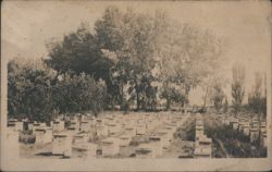 Apiary with Numerous Beehives in an Orchard Postcard
