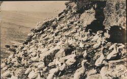 Gannet Colony on Bonaventure Island Postcard