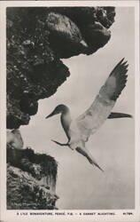 Gannet Alighting at Ile Bonaventure, Perce Postcard