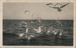 Seagulls Flying over the Ocean, D. Deutschland Postcard