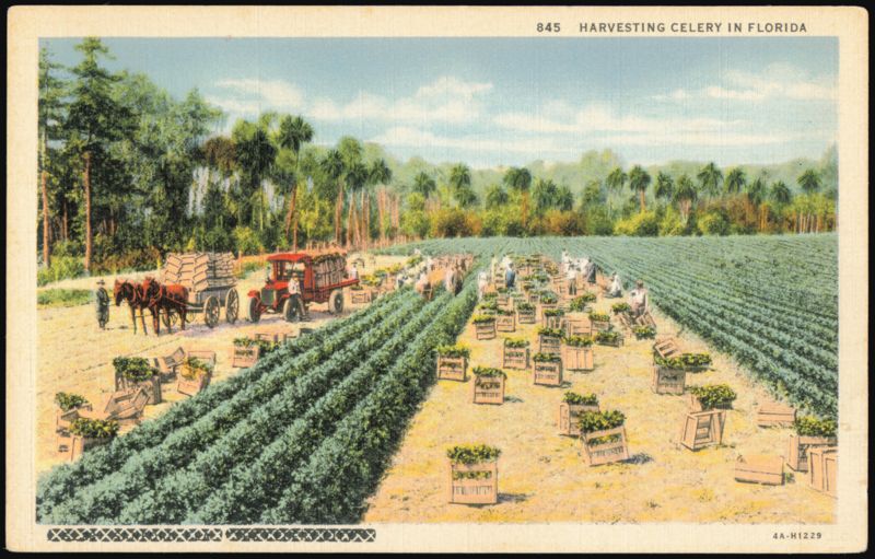 Harvesting Celery in Florida Field Scene Farming