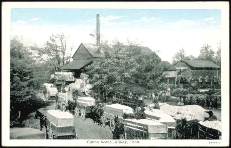 Cotton Scene, Ripley, Tennessee