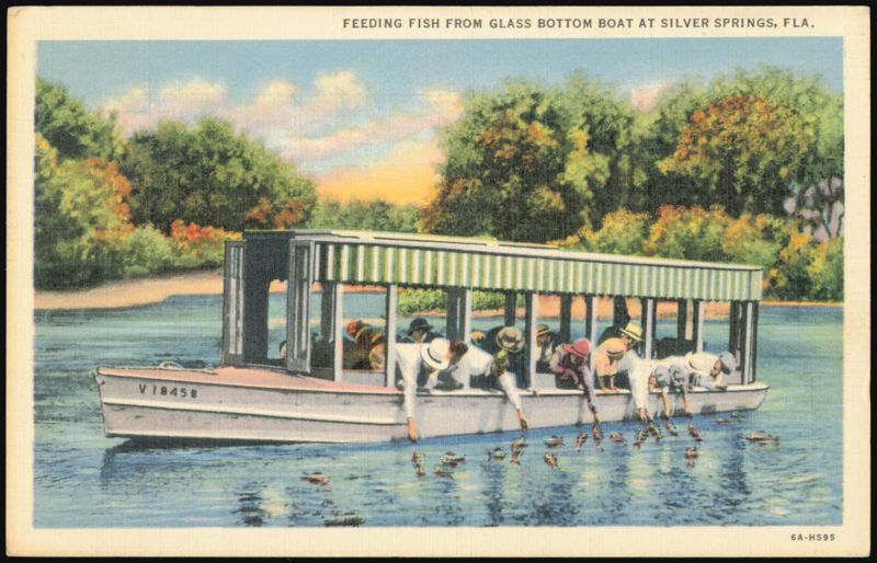 Feeding Fish from Glass Bottom Boat at Silver Springs, FL Florida