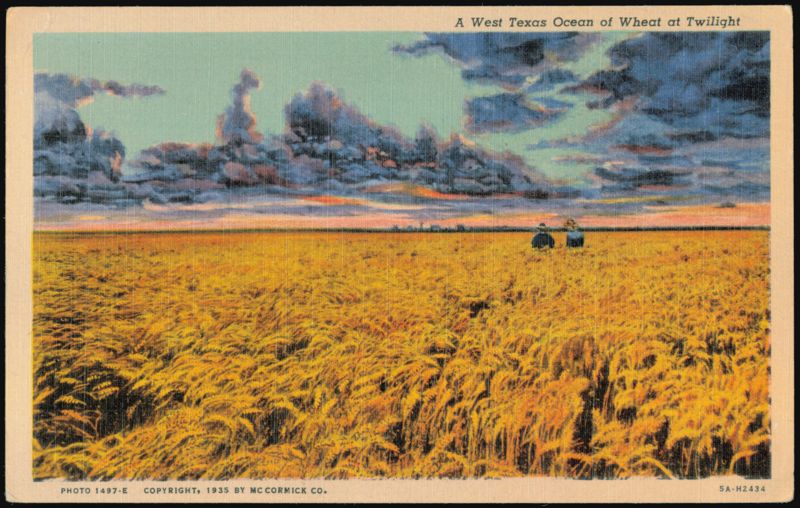 West Texas Ocean of Wheat at Twilight Amarillo