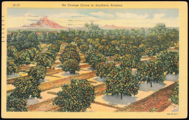 Orange Grove in Southern Arizona Landscape Tucson
