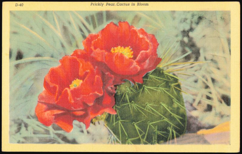 Prickly Pear Cactus in Bloom, Southwest Desert Flora Tucson Arizona